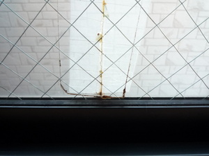 窓ガラス修理　サビ割れ